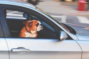 Bulldog in a Car